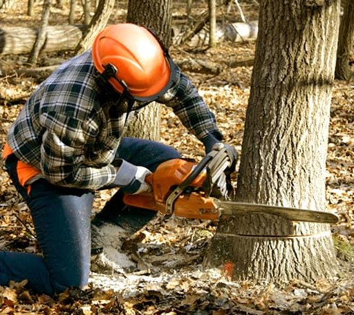 Tree Removal in Warwick, GA